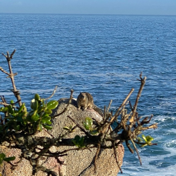 Meet your Posher, Everaldo - Picture 1 of 1